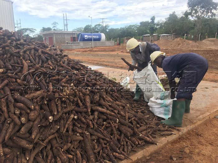 How to set Cassava processing plant