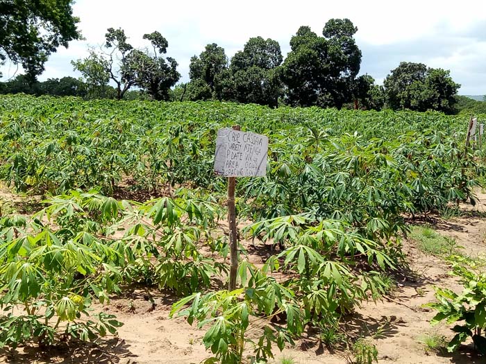 Situation actuelle et évolution de la transformation de l'amidon de manioc au Nigéria