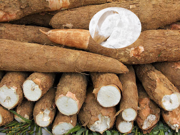 Comment utiliser le manioc pour produire de l'amidon de manioc?