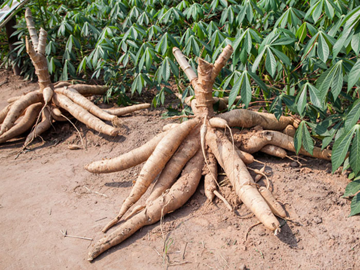Quels sont les sous-produits de la transformation du manioc?