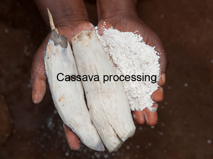 Importance économique de la production de manioc au Nigéria
