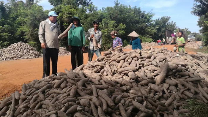 Cambodian manioc Starch Processing