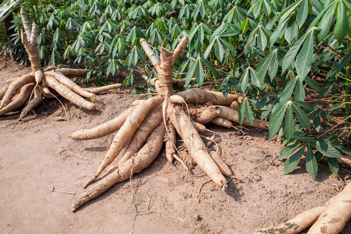 Philippines manioc Powder Production