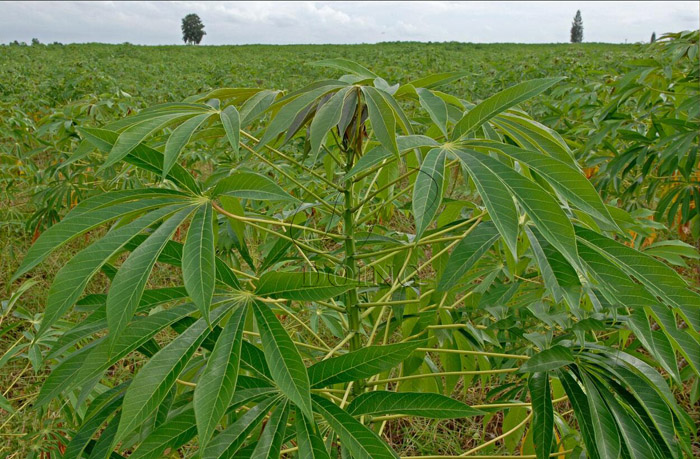 Processing of manioc Powder in Congo