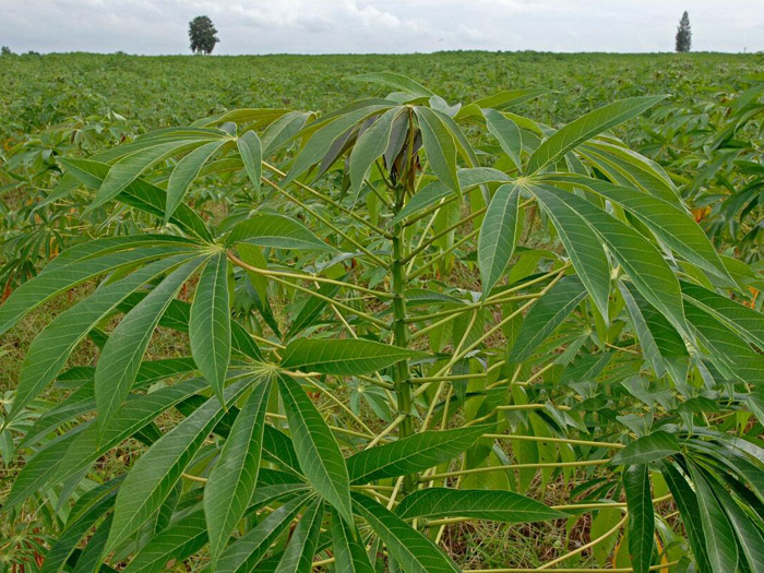 Approches traditionnelles et nouvelles tendances de la transformation de la farine de manioc en République démocratique du Congo