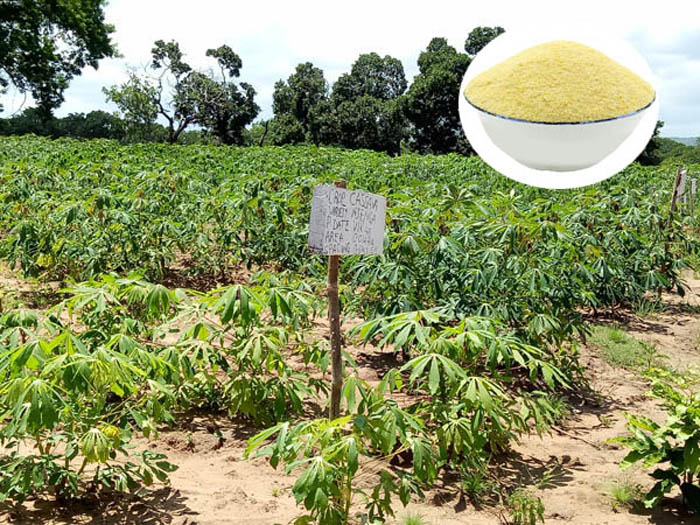 manioc Plants
