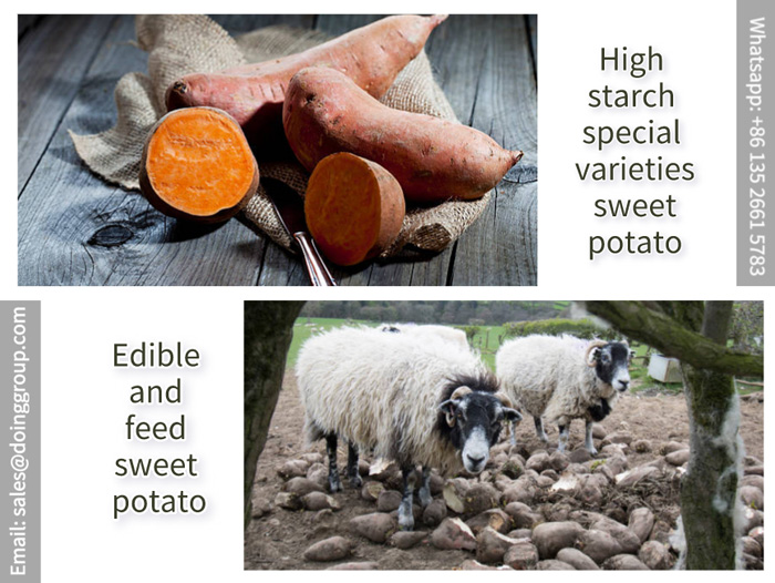 Sweet Potato