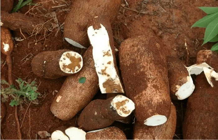 Quelles sont les utilisations industrielles du manioc?